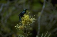 Madagascar Sunbird - Cinnyris notatus