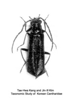 OO병대벌레 - Rhagonycha koreaensis