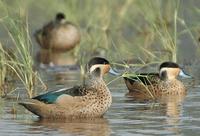 Red-billed Teal p.40