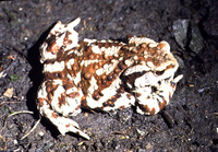 : Bufo gargarizans; Asiatic Toad