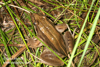 : Limnodynastes peronii; Striped Marsh Frog