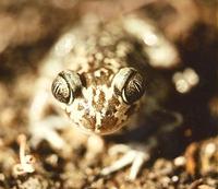 : Pelobates cultripes; Spadefoot Toad