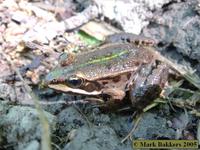 : Rana bergeri; Italian Poolfrog