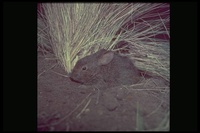 : Romerolagus diazi; Volcano Rabbit