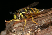 : Chrysotoxum sp.; Syrphid Fly