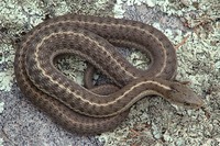 : Thamnophis elegans arizonae; Wandering Garter Snake