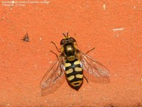 Almindelig marksvirreflue (Eupeodes corollae) Foto/billede af