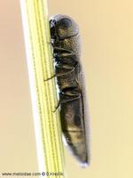 Paracylindromorphus subuliformis