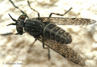 Haematopota pluvialis - Horse fly