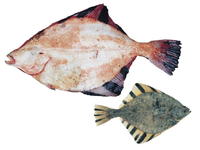 Platichthys stellatus, Starry flounder: fisheries, gamefish