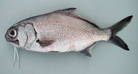 Polymixia nobilis, Stout beardfish: fisheries