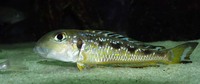 Xenotilapia ochrogenys, : aquarium