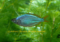 Melanotaenia praecox, Dwarf rainbowfish: aquarium