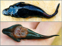 Lepadogaster purpurea, Cornish sucker: