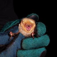 Image of: Lasiurus borealis (red bat)