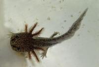 Image of: Ambystoma mexicanum (axolotl)