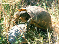 Testudo marginata - Margined Tortoise