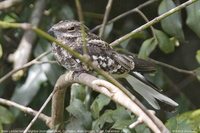 Ladder-tailed Nightjar - Hydropsalis climacocerca
