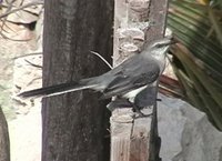 Tropical Mockingbird - Mimus gilvus