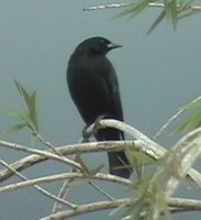 Red-shouldered Blackbird - Agelaius assimilis