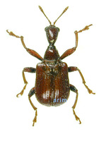 Apoderus rubidus - 분홍거위벌레