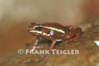 : Epipedobates tricolor; Dyeing Poison Frog
