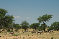 : Oryx gazella gazella; Gemsbok