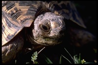 : Geochelone pardalis; Leopard Tortoise
