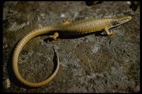 : Gerrhonotus coeruleus; Alligator Lizard