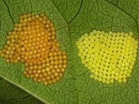 Euphydryas maturna - Scarce Fritillary