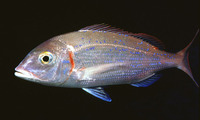 Pagellus erythrinus, Common pandora: fisheries, gamefish