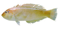Halichoeres caudalis, Painted wrasse: fisheries