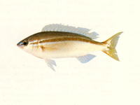 Pentapodus vitta, Striped whiptail: fisheries