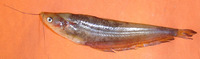 Ompok pabda, Pabdah catfish: fisheries