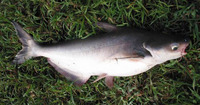 Pangasius conchophilus, : fisheries, aquaculture