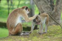 Macaca sinica - Toque Macaque