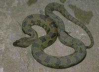 Image of: Nerodia taxispilota (brown water snake)