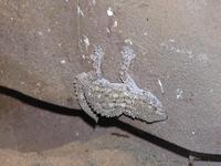 Tarentola mauritanica - Wall Gecko