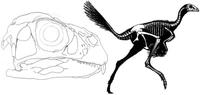 Caudipterygidae (Skeleton of Caudipteryx, skull of Incisivosaurus)