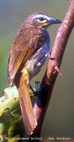 White-browed Bulbul - Pycnonotus luteolus
