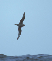 Murphy's Petrel (Pterodroma ultima) photo