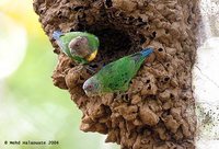Geelvink Pygmy-Parrot - Micropsitta geelvinkiana