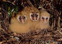 Australasian Grass-Owl - Tyto longimembris