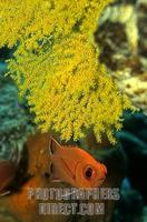 White edged soldierfish , Myripristis murdjan , under a yellow gorgonia stock photo