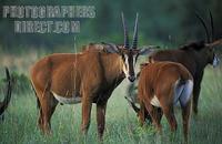 Sable antelope ( Hippotragus niger roosevelti ) , Shimba Hills National Park , Kenya stock photo