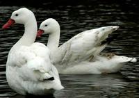 A pair of Coscoroba Swans on water.