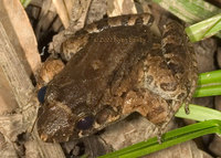 : Leptodactylus wagneri