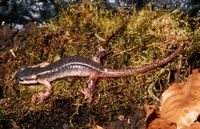 : Lyciasalamandra luschani atifi; Lycian Salamander