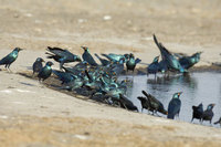 : Lamprotornis chalybaeus; Greater Blue Eared Starlings