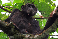 : Pan troglodytes schweinfurthii; Eastern Chimpanzee